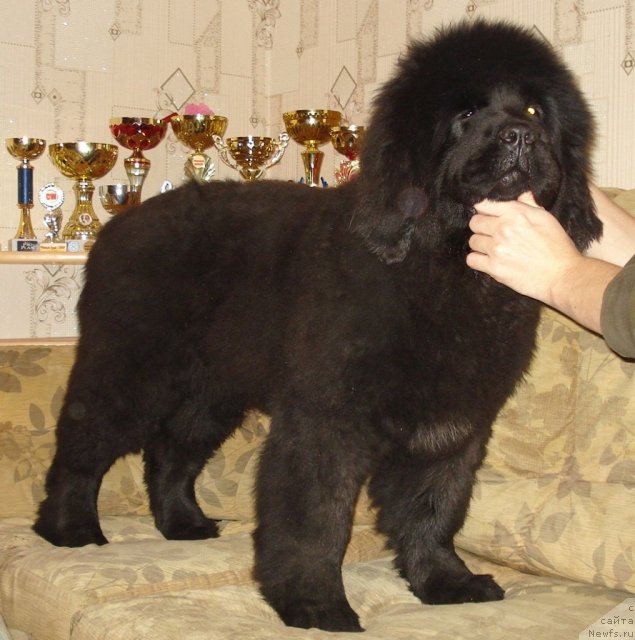 Фото: ньюфаундленд Их Высочество Гиацинта Бриз