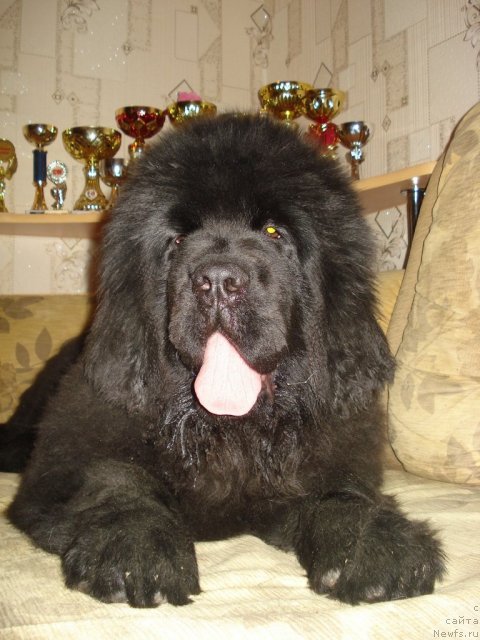 Фото: ньюфаундленд Их Высочество Гиацинта Бриз