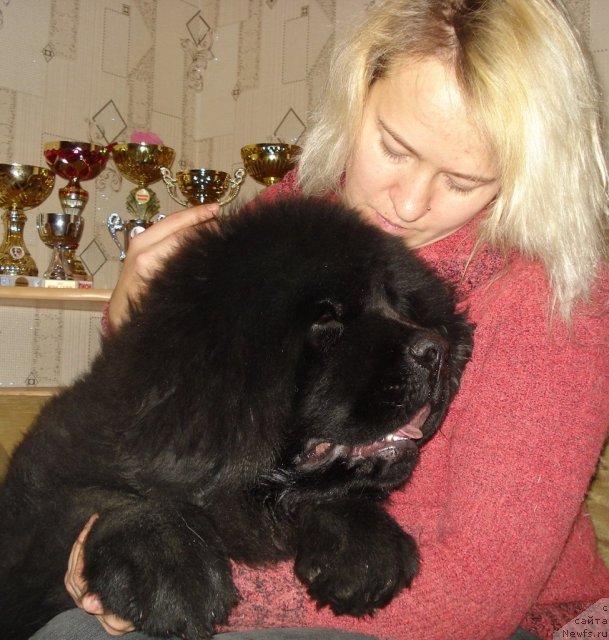 Фото: ньюфаундленд Их Высочество Гиацинта Бриз