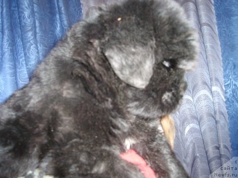 Фото: мальчун от, ньюфаундленд Севертан Рожденная Легендой