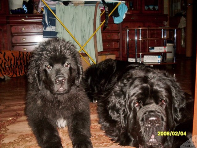 Фото: ньюфаундленд Арх Бьюти Одри Вольная Птица, Фиаметтахауз Нусакан