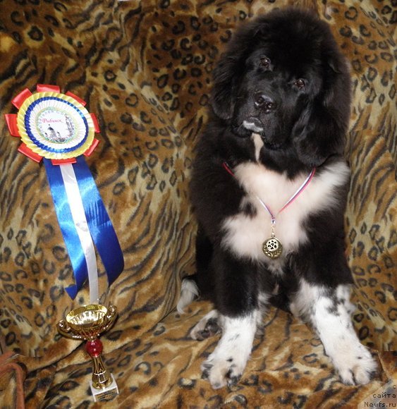Фото: ньюфаундленд Старбимовлав Гардемарин
