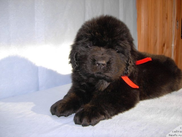 Фото: ньюфаундленд Смигар Грейт Саксэс