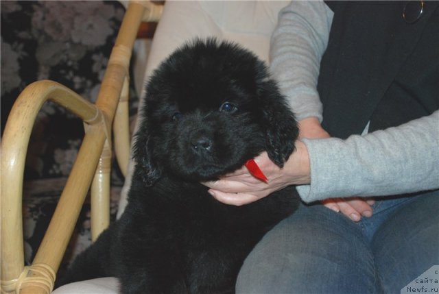 Фото: ньюфаундленд Смигар Грейт Саксэс