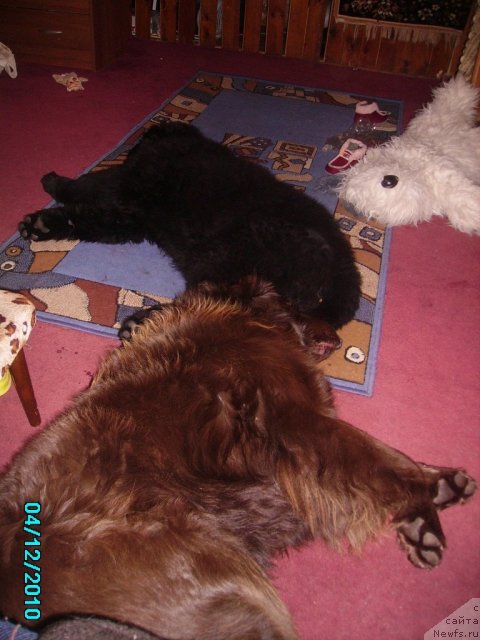 Фото: ньюфаундленд Их Высочество Владлена Маджикс