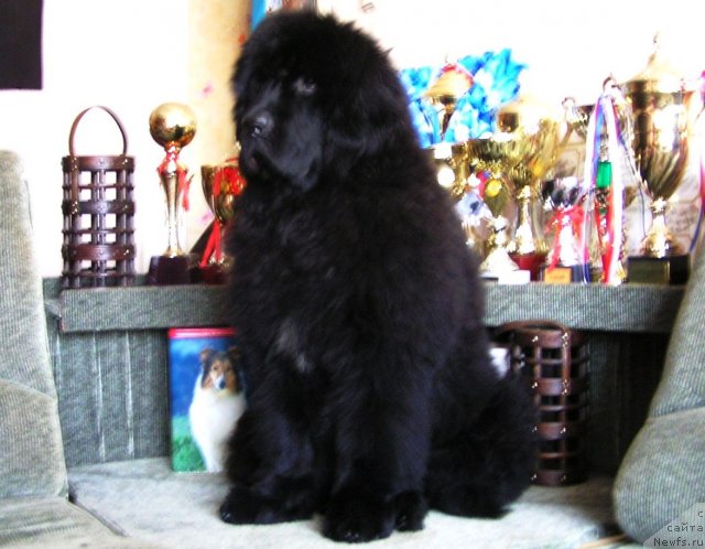 Фото: ньюфаундленд Нойри Империал из Медвежьего Яра (Noyri Imperial iz Medvejyego Yara)