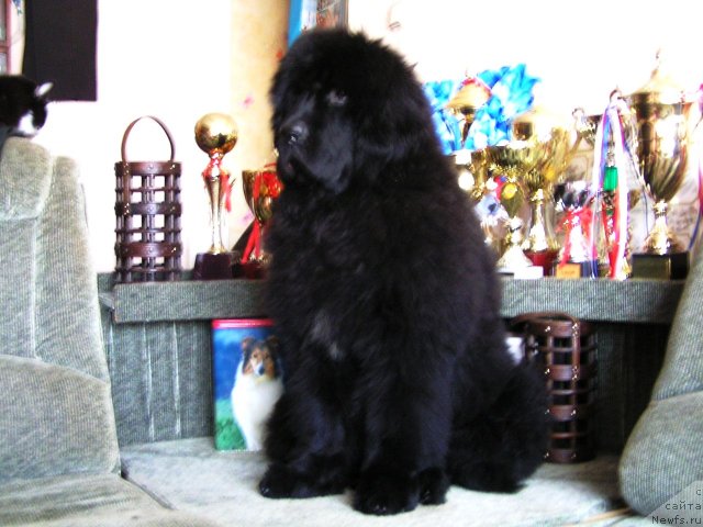 Фото: ньюфаундленд Нойри Империал из Медвежьего Яра (Noyri Imperial iz Medvejyego Yara)