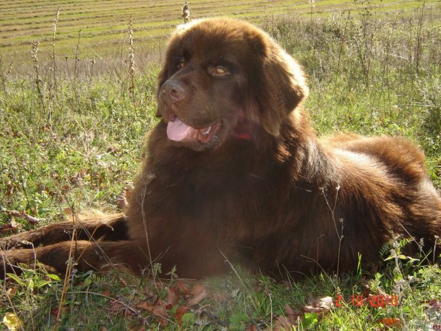 Фото: ньюфаундленд Правитель Тайги, ньюфаундленд Правитель Тайги
