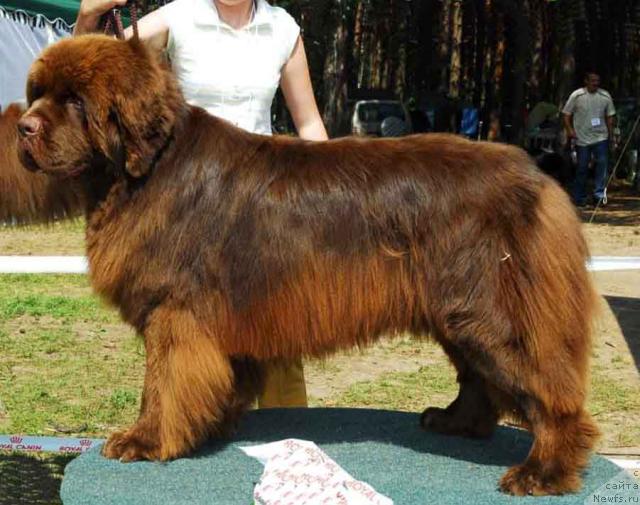 Фото: ньюфаундленд Настоящий Шик от Сибирского Медведя (Nastoyaschiy Shik ot Sibirskogo Medvedya)