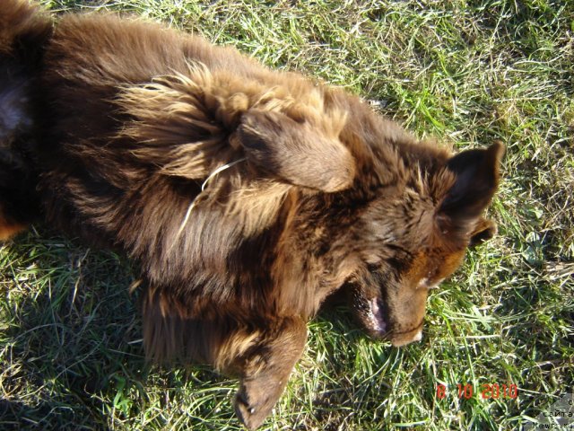Фото: ньюфаундленд Правитель Тайги