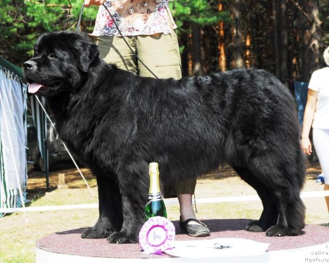 Фото: ньюфаундленд Ньюмаст Сеньорита Сенсация