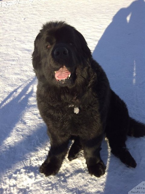 Фото: ньюфаундленд Плюшевая Панда Баловень Судьбы