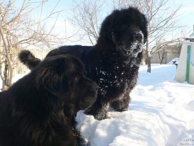 Фото: ньюфаундленд Веридан Звездный Путь, ньюфаундленд I'm Little Princess Midnight Bear
