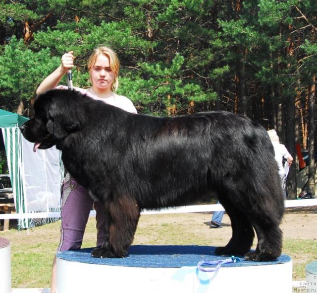 Фото: ньюфаундленд О Блек Диамонд Литтл Беар (O Black Diamond Little Bear)