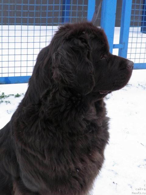 Фото: ньюфаундленд Джаконда