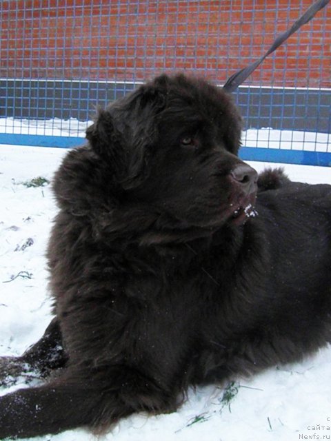 Фото: ньюфаундленд Джаконда