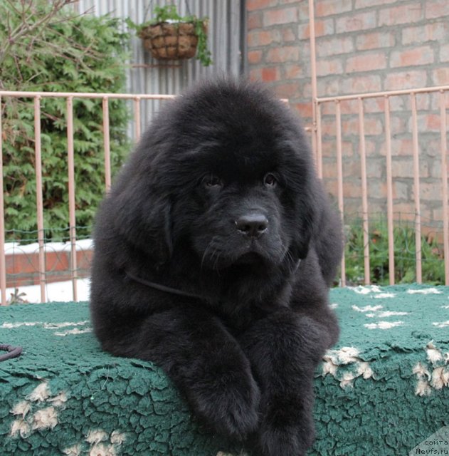 Фото: ньюфаундленд Сентябрина с Берега Дона (Sentyabrina s Berega Dona)