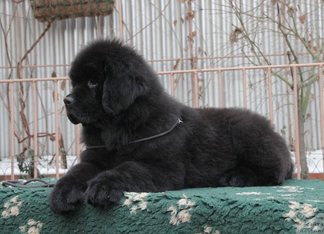 Фото: ньюфаундленд Сентябрина с Берега Дона (Sentyabrina s Berega Dona)