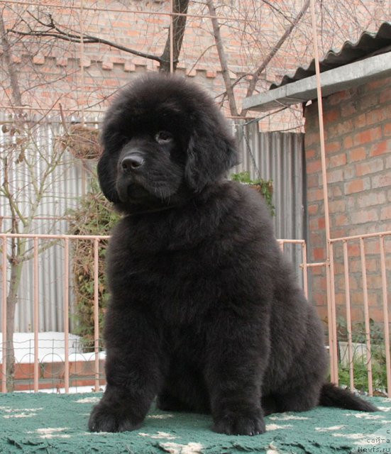 Фото: ньюфаундленд Сентябрина с Берега Дона (Sentyabrina s Berega Dona)