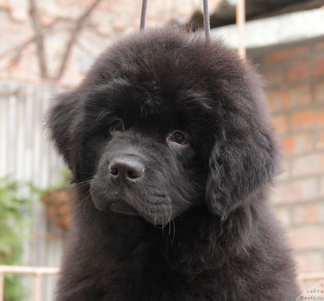 Фото: ньюфаундленд Сентябрина с Берега Дона (Sentyabrina s Berega Dona)