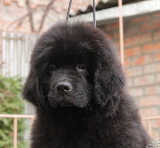 Фото: ньюфаундленд Сентябрина с Берега Дона (Sentyabrina s Berega Dona)