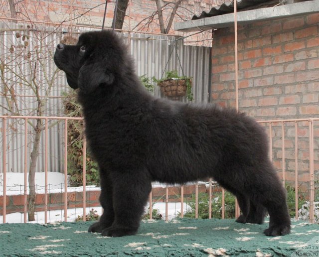 Фото: ньюфаундленд Сентябрина с Берега Дона (Sentyabrina s Berega Dona)