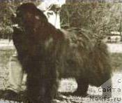 Фото: ньюфаундленд Jehaj Albert