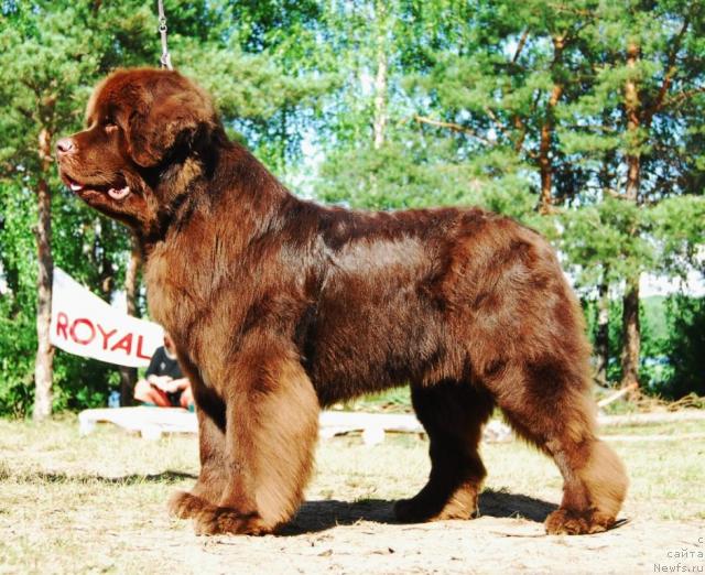 Фото: ньюфаундленд Обуш Шед Юдашкин Стиль (Obush Shed Yudashkin Stil)