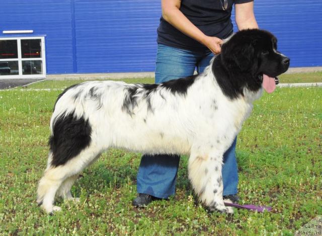 Фото: ньюфаундленд Плюшевая Панда Дениза для Берега Дона (Plushevaya Panda Deniza Dlja  Berega Dona)