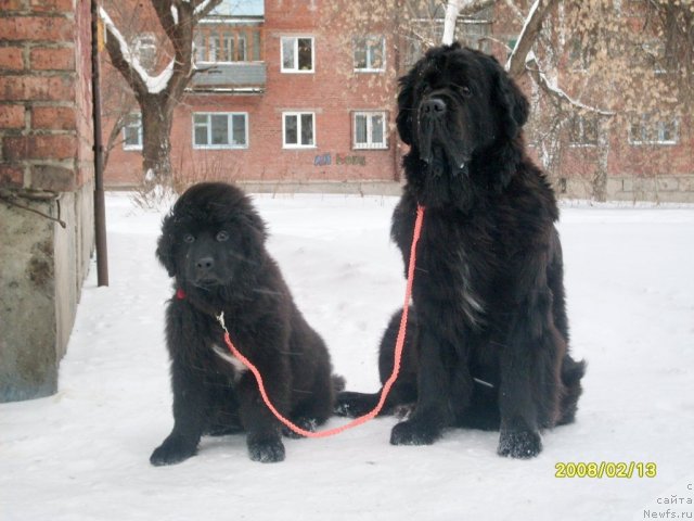 Фото: ньюфаундленд Арх Бьюти Одри Вольная Птица, Фиаметтахауз Нусакан