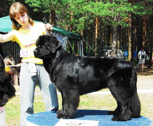 Фото: ньюфаундленд Супер Бизон Астория, Анна Князева