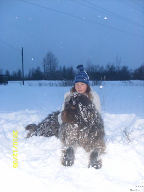 Фото: ньюфаундленд Командор из Медвежьего Яра