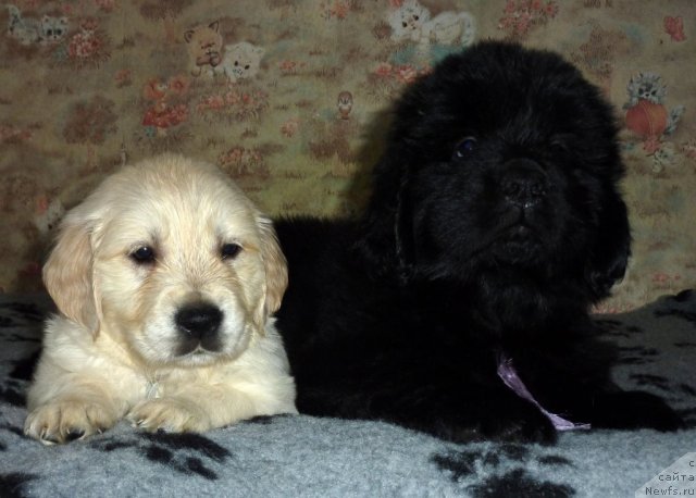 Фото: ньюфаундленд Виолетт Грэйс Оф Энджел