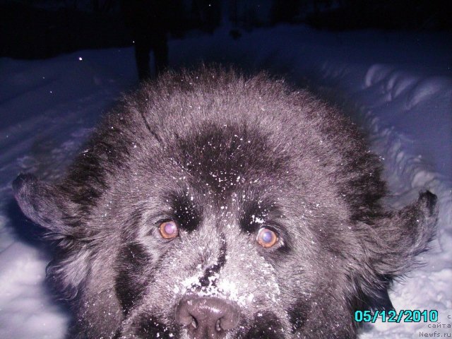 Фото: ньюфаундленд Их Высочество Владлена Маджикс