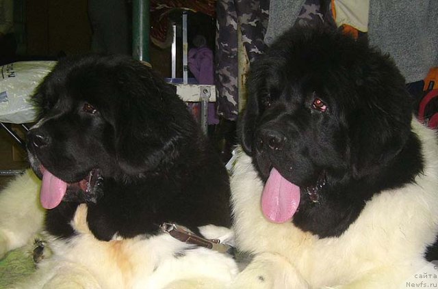 Фотография № 54334