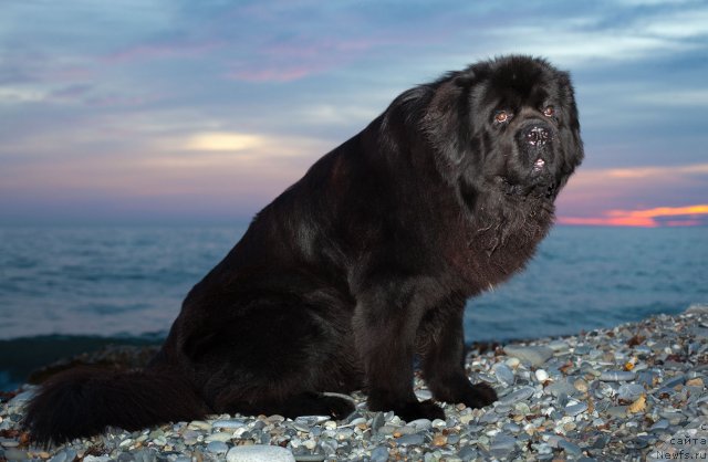 Фото: ньюфаундленд Потап Фидель