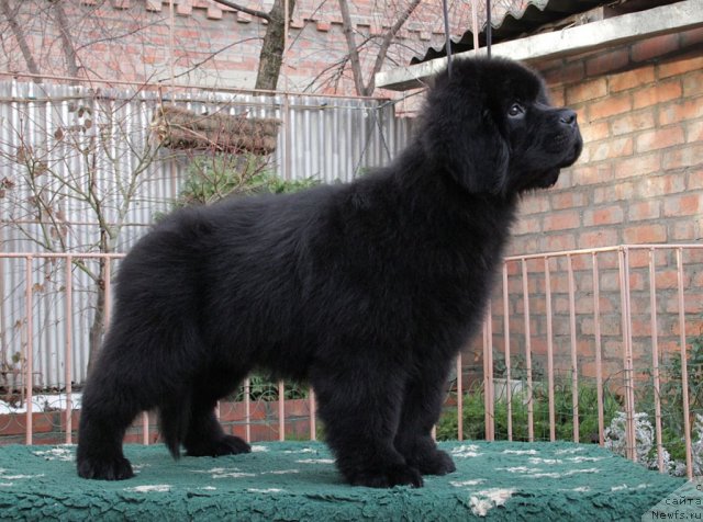 Фото: ньюфаундленд Сажа с Берега Дона (Sazha s Berega Dona)