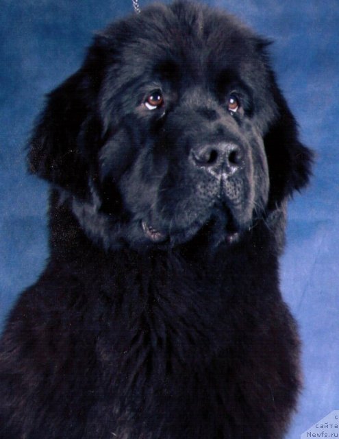 Фото: ньюфаундленд Потап Ясмина