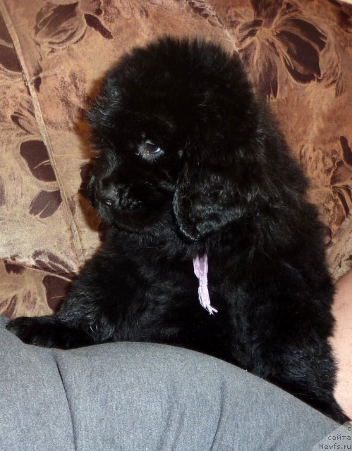 Фото: ньюфаундленд Виолетт Грэйс Оф Энджел