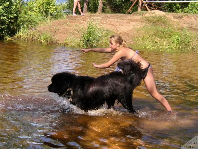 Фото: ньюфаундленд О Блек Диамонд Литтл Беар (O Black Diamond Little Bear), Андрей Ивашов