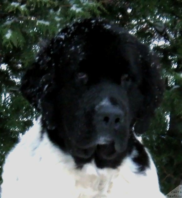 Фото: ньюфаундленд Питерньюф Продижи (Piternyuf Prodigy)
