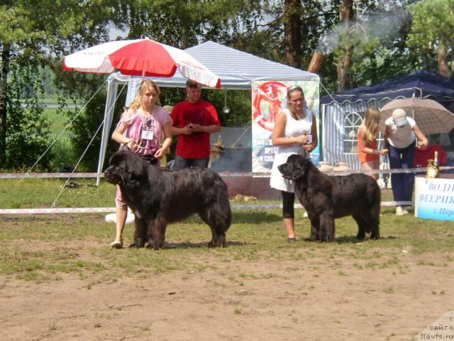 Фото: ньюфаундленд О Блек Диамонд Литтл Беар (O Black Diamond Little Bear), ньюфаундленд Акватория Келвин Голден Спирит (Aquatoriya Kelvin Golden Spirit)