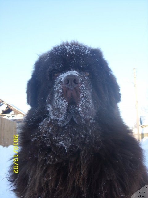 Фото: ньюфаундленд Командор из Медвежьего Яра