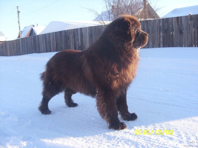 Фото: ньюфаундленд Командор из Медвежьего Яра