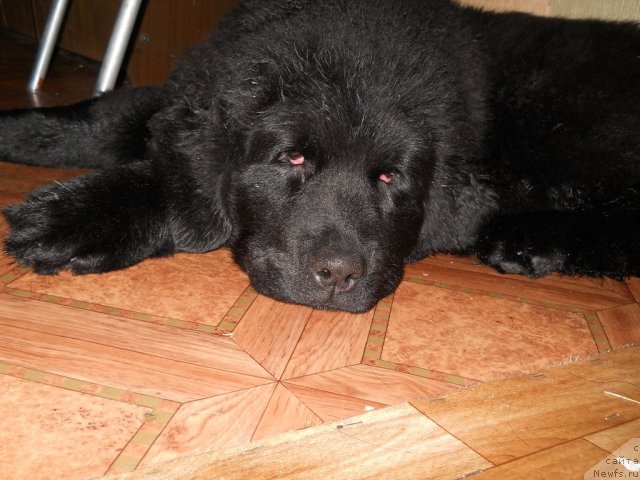 Фото: ньюфаундленд Фанньюф Альфелина Бледанс