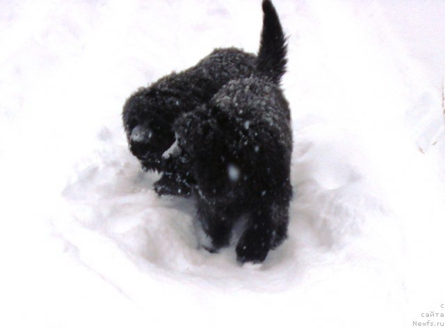 Фото: ньюфаундленд Их Высочество Гламур Доджи