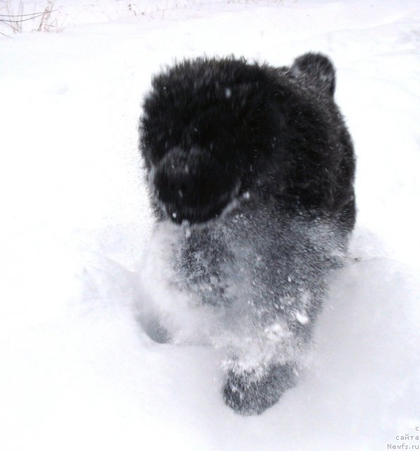 Фото: ньюфаундленд Их Высочество Гламур Доджи