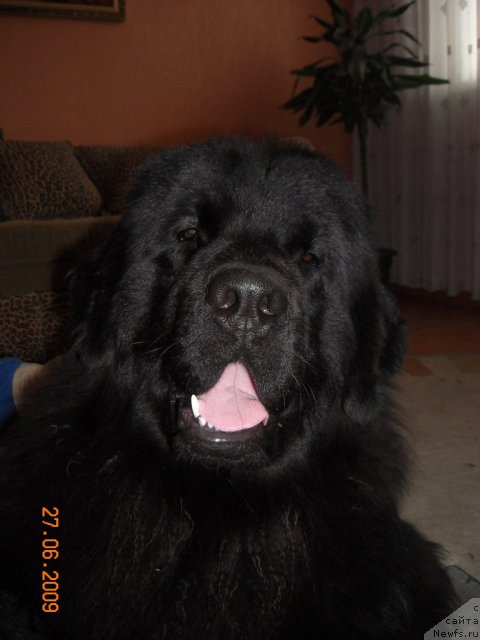 Фото: ньюфаундленд Ермак из Царства Медведей