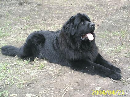 Фото: ньюфаундленд Добрыня Никитич из Тихого Омута