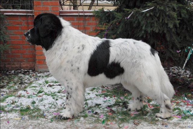 Фото: ньюфаундленд Kloofbears Lancelot for Sent Djons